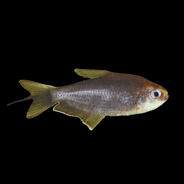 Black Emperor Tetra Nematobrycon Palmeri 2cm - Real Aquatics