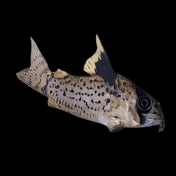 Black Fin Corydoras Leucomelas 3cm Catfish - Real Aquatics