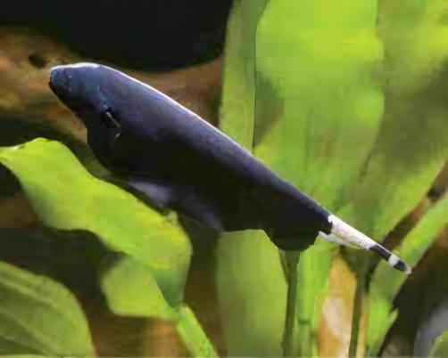 Black Ghost Knife Fish Apteronotus Albifrons 10cm - Real Aquatics