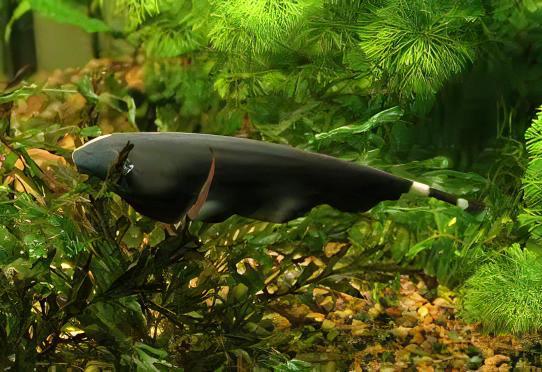 Black Ghost Knife Fish Apteronotus Albifrons 10cm - Real Aquatics