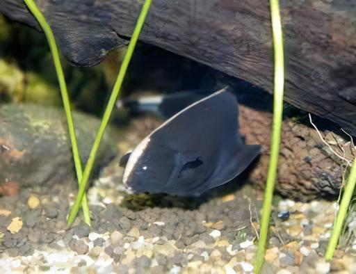 Black Ghost Knife Fish Apteronotus Albifrons 10cm - Real Aquatics