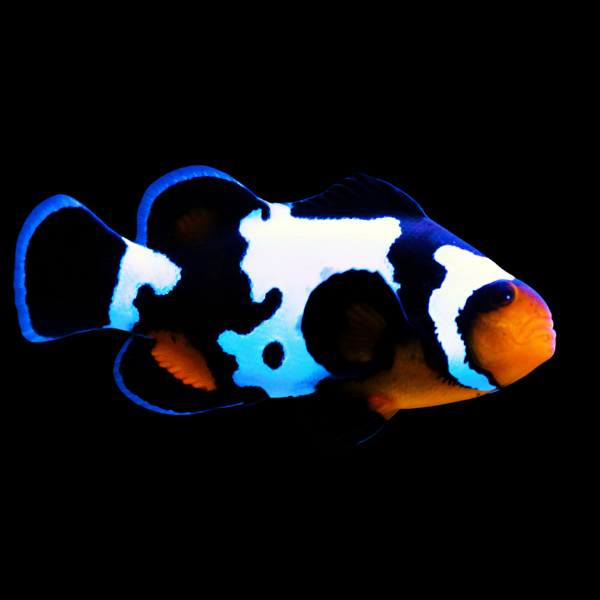 Black Ice Snowflake Clownfish Amphiprion Ocellaris - Real Aquatics