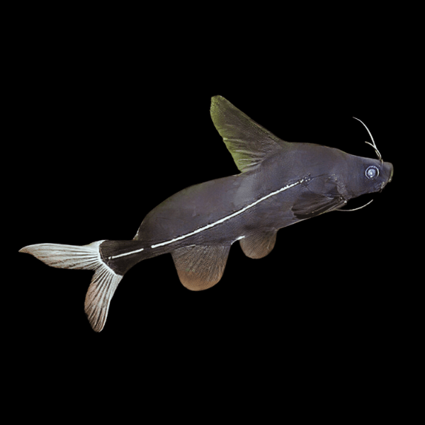 Black Lancer Catfish Bagrichthys Macracanthus 5cm - Real Aquatics