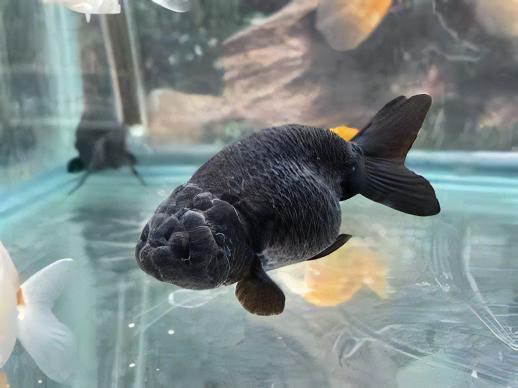Black Lionhead Ranchu Goldfish Carassius Auratus 5cm - Real Aquatics