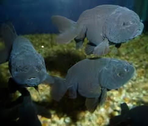 Black Lionhead Ranchu Goldfish Carassius Auratus 5cm - Real Aquatics