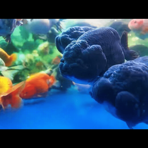 Black Lionhead Ranchu Goldfish Carassius Auratus 5cm - Real Aquatics