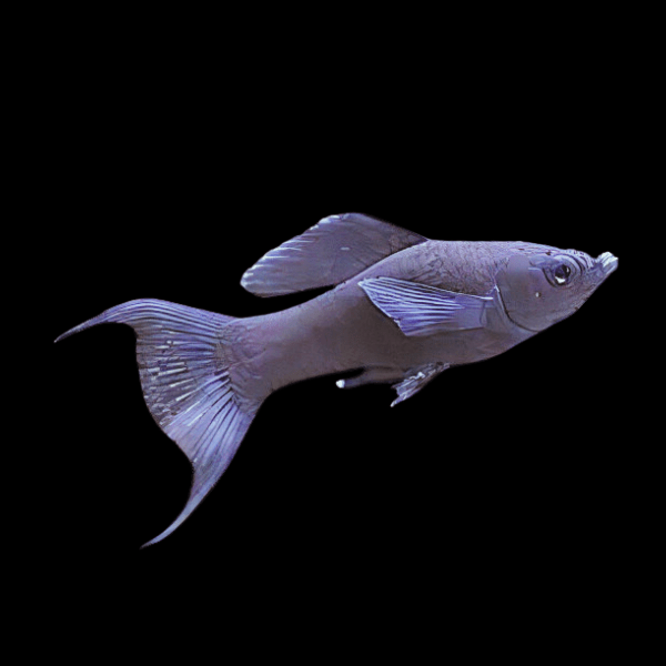 Black Lyretail Molly Poecilia Sphenops 3cm - Real Aquatics