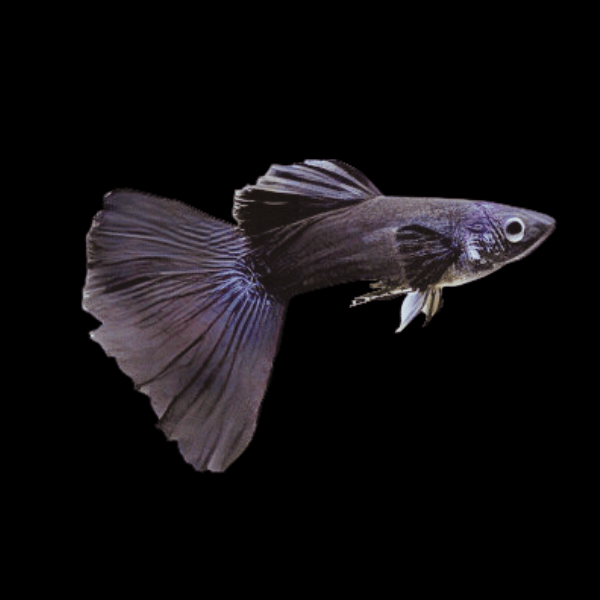 Black Male Guppy Poecilia Reticulata 3cm - Real Aquatics