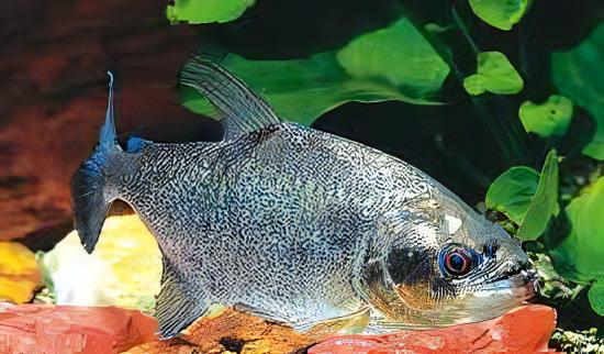Black Mask Pike Piranha Serrasalmus Elongatus 10cm - Real Aquatics