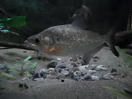 Black Mask Pike Piranha Serrasalmus Elongatus 10cm - Real Aquatics