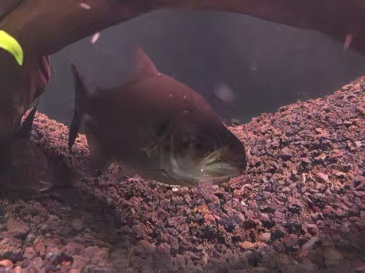 Black Mask Pike Piranha Serrasalmus Elongatus 10cm - Real Aquatics