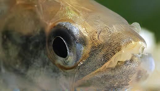 Black Mask Pike Piranha Serrasalmus Elongatus 10cm - Real Aquatics