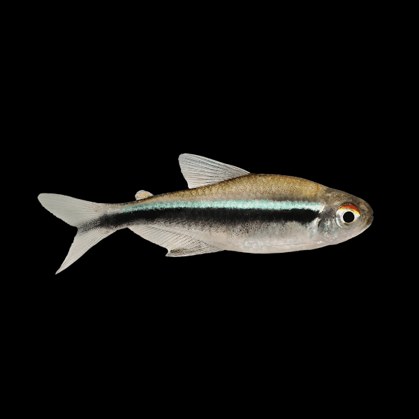 Black Neon Tetra Hyphessobrycon Herbertaxelrodi 2cm - Real Aquatics