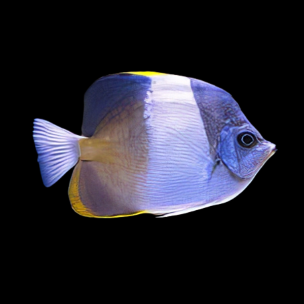 Black Pyramid Butterfly Fish Hemitaurichthys Zoster - Real Aquatics