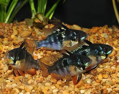 Black Ram Mikrogeophagus Ramirezi 3cm - Real Aquatics