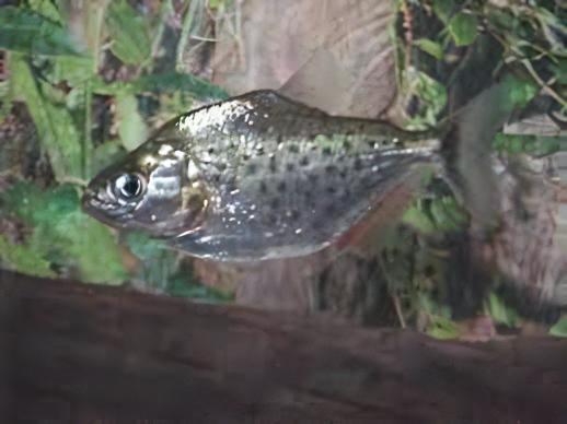Black Rhom Piranha Serrasalmus Rhombeus 10cm - Real Aquatics