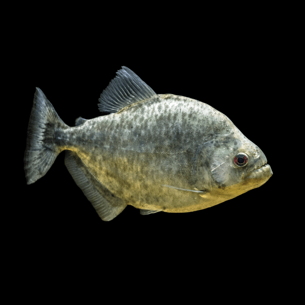 Black Rhom Piranha Serrasalmus Rhombeus 10cm - Real Aquatics