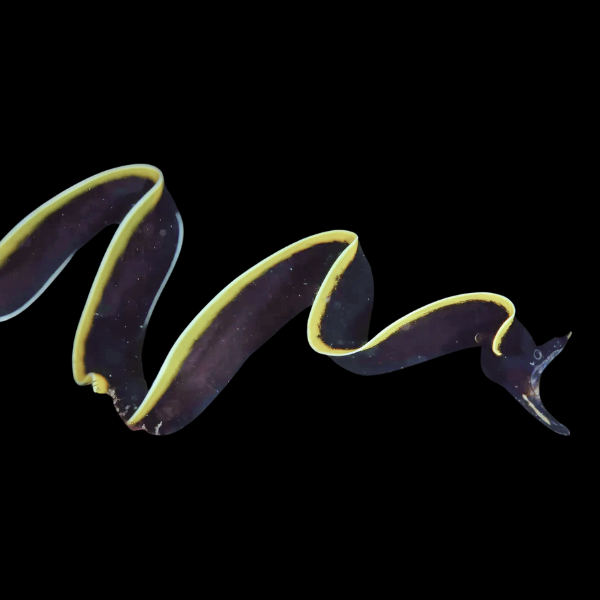Black Ribbon Eel Rhinomuraena Quaesita - Real Aquatics