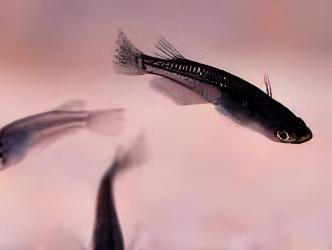 Black Rice Fish Tetra Oryzias Latipes 3cm - Real Aquatics