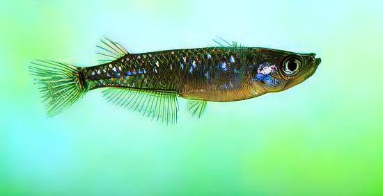 Black Rice Fish Tetra Oryzias Latipes 3cm - Real Aquatics