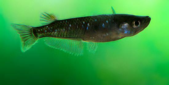 Black Rice Fish Tetra Oryzias Latipes 3cm - Real Aquatics