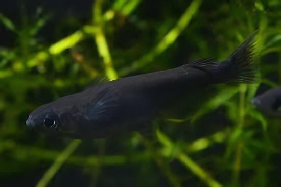 Black Rice Fish Tetra Oryzias Latipes 3cm - Real Aquatics