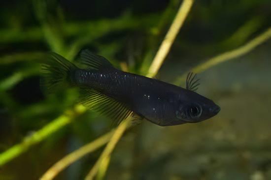 Black Rice Fish Tetra Oryzias Latipes 3cm - Real Aquatics