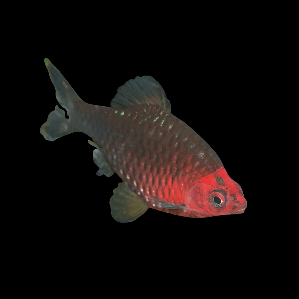 Black Ruby Barb Pethia Nigrofasciata 4cm - Real Aquatics