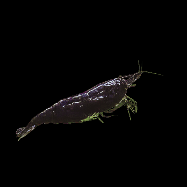 Black Sakura Shrimp Neocaridina Heteropda 2cm - Real Aquatics