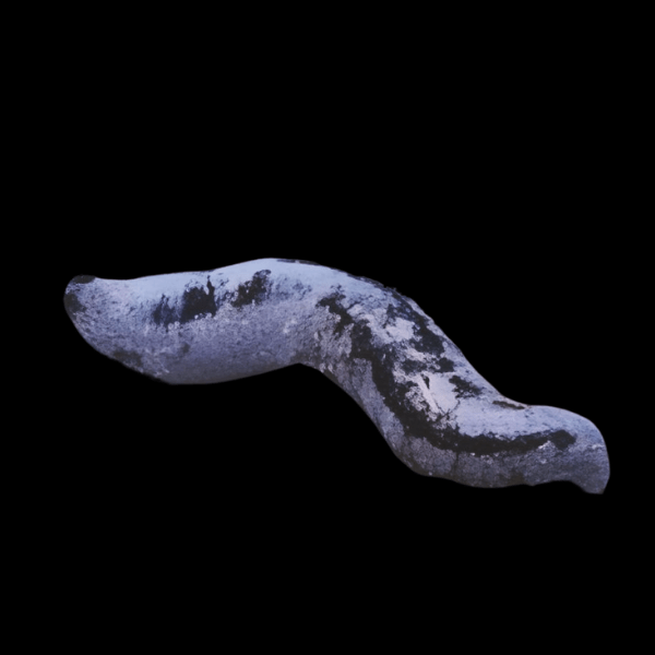 Black Sea Cucumber Holothuria Atra - Real Aquatics