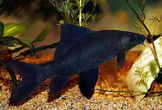 Black Shark Labeo Crysophekadion 5cm - Real Aquatics