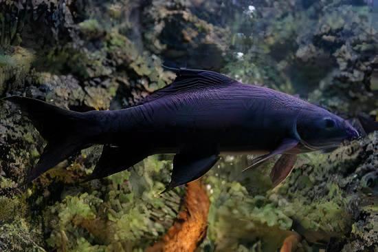 Black Shark Labeo Crysophekadion 5cm - Real Aquatics