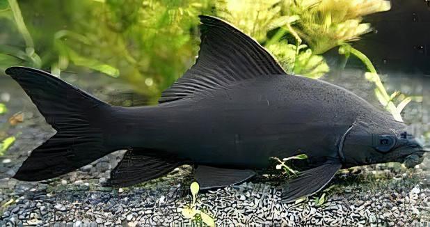 Black Shark Labeo Crysophekadion 5cm - Real Aquatics