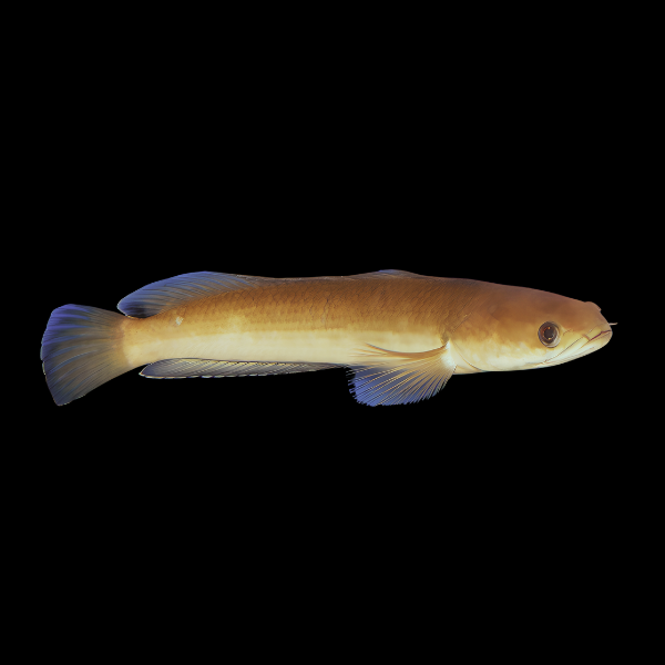 Black Snakehead Channa Melasoma 15cm - Real Aquatics