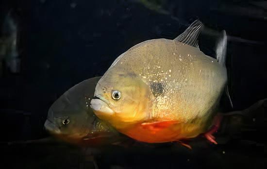Black Spot Piranha Pygocentrus Notatus Serrasalmus Caribas 10cm - Real Aquatics