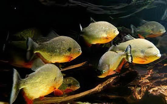 Black Spot Piranha Pygocentrus Notatus Serrasalmus Caribas 10cm - Real Aquatics