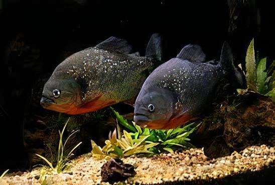 Black Spot Piranha Pygocentrus Notatus Serrasalmus Caribas 10cm - Real Aquatics