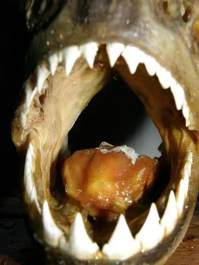 Black Spot Piranha Pygocentrus Notatus Serrasalmus Caribas 10cm - Real Aquatics