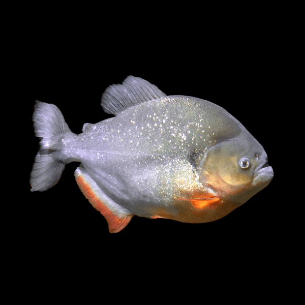 Black Spot Piranha Pygocentrus Notatus Serrasalmus Caribas 10cm - Real Aquatics