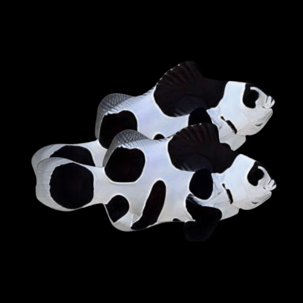 Black Storm Clownfish Amphiprion Ocellaris Pair - Real Aquatics