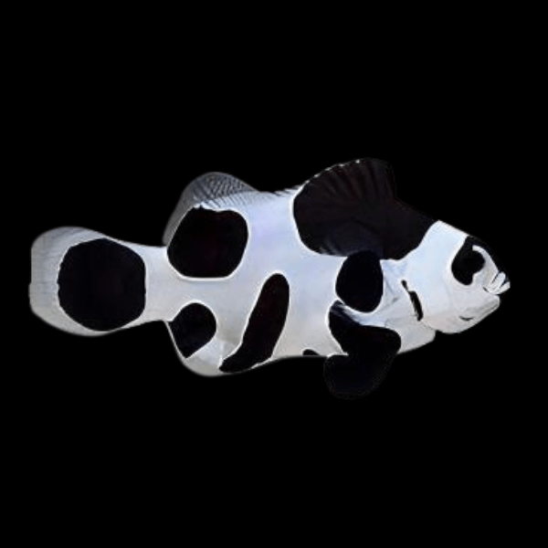 Black Storm Clownfish Amphiprion Ocellaris - Real Aquatics