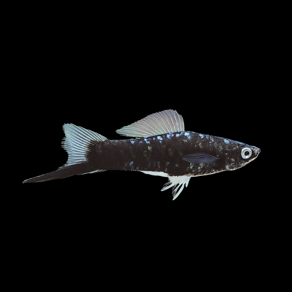 Black Swordtail Xiphophorus Hellerii 3cm - Real Aquatics