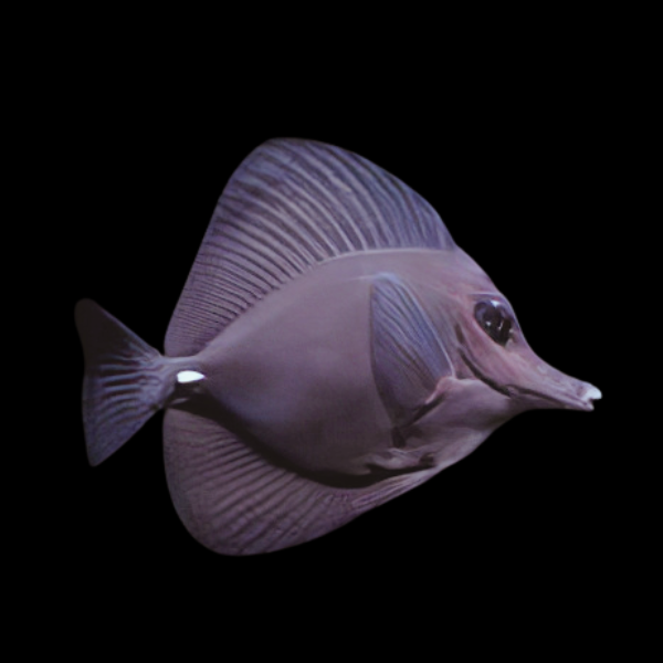 Black Tang Zebrasoma Rostratum - Real Aquatics