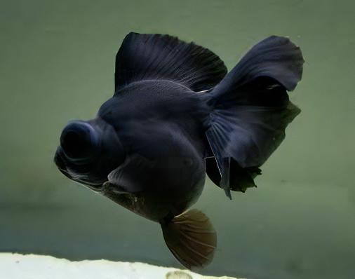 Black Telescope Butterfly Moor Goldfish Carassius Auratus