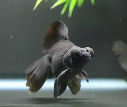 Assorted Telescope Butterfly Moor Goldfish Carassius Auratus