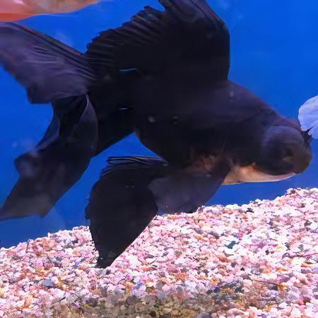 Black Telescope Butterfly Moor Goldfish Carassius Auratus