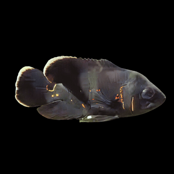 Black Tiger Oscar Astronotus Ocellatus - Real Aquatics