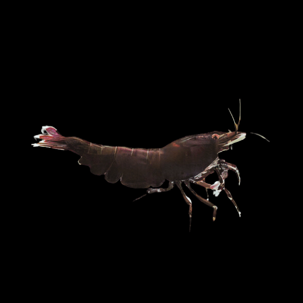 Black Tiger Shrimp Caridina 2cm - Real Aquatics