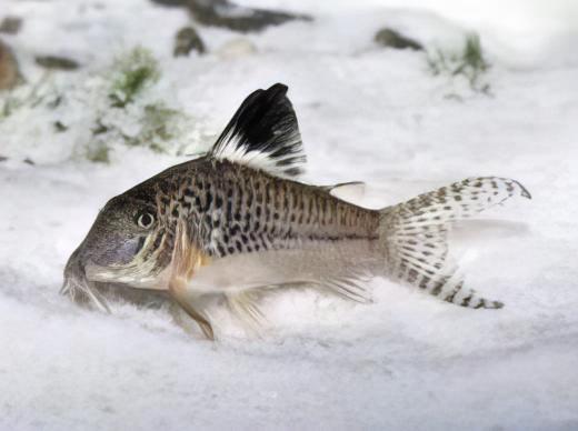 Black Top Corydoras Acutus 4cm Catfish - Real Aquatics