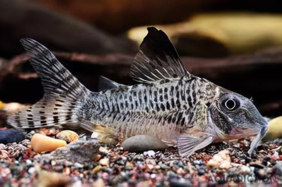 Black Top Corydoras Acutus 4cm Catfish - Real Aquatics